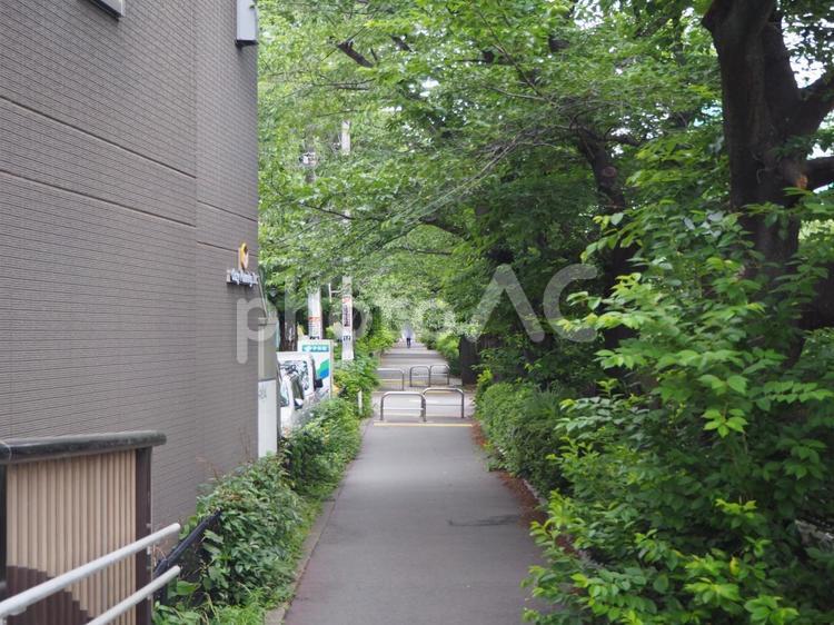 目黒川桜並木（東京都・目黒区） 目黒川桜並木,目黒川,並木道の写真素材