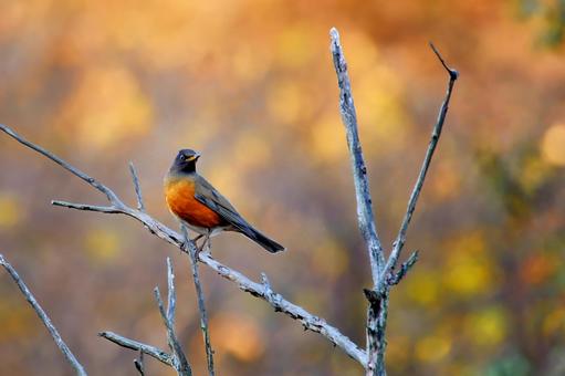 紅葉のアカハラ アカハラ,野鳥,紅葉の写真素材