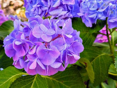 Colorful hydrangeas, JPG
