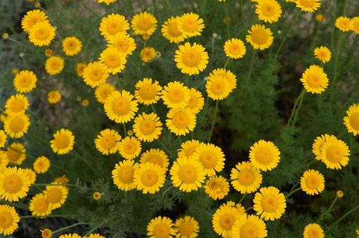 Photo, kouyakatsumi, dyers chamomile, yellow, 