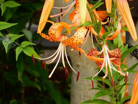 [Flower photo] Tiger lily, JPG