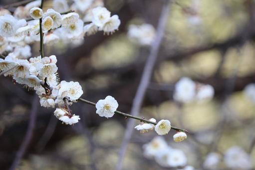 枝に梅の花 枝に梅の花 梅の花,梅,白梅の写真素材