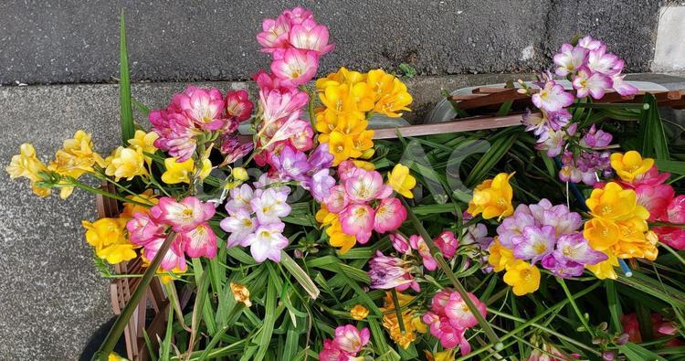 フリージアの寄せ植え フリージア,寄せ植え,カラフルの写真素材