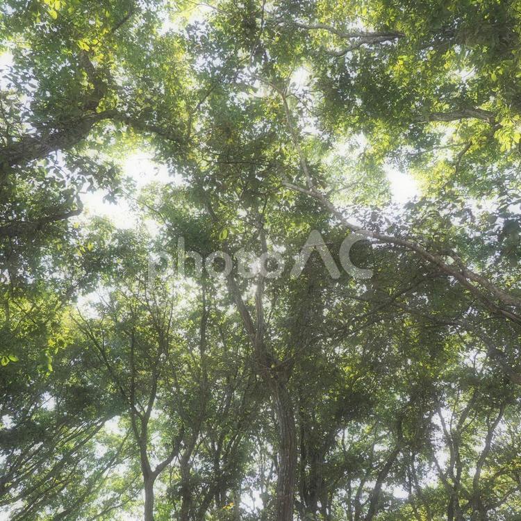 木漏れ日 木漏れ日,自然,木立の写真素材