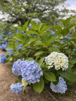紫陽花 紫陽花の写真