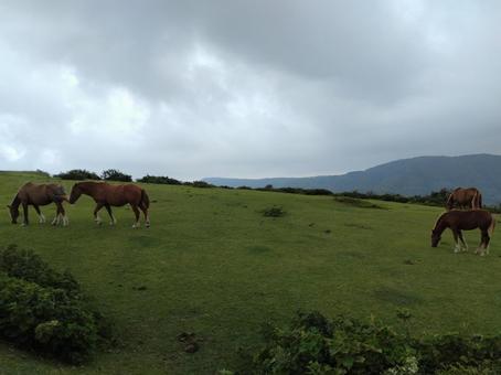 摩天崖にいる馬 摩天崖にいる馬の写真