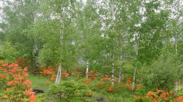 霧の白樺林とレンゲツツジ 霧の白樺林とレンゲツツジ 白樺林,レンゲツツジ,赤の写真素材