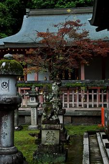 奈良の神社で目を引いた歴史を感じる木の写真