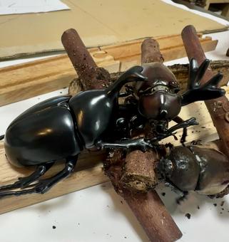 たわむれるカブトムシ たわむれるカブトムシの写真