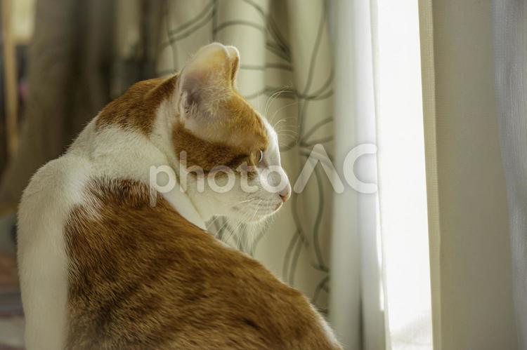 1歳半の茶白の猫のクローズアップ 茶白,動物,ねこの写真素材