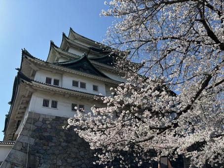 名古屋と桜 名古屋と桜の写真