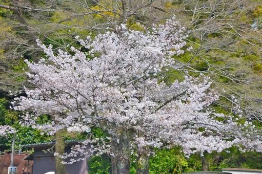 桜 桜の写真