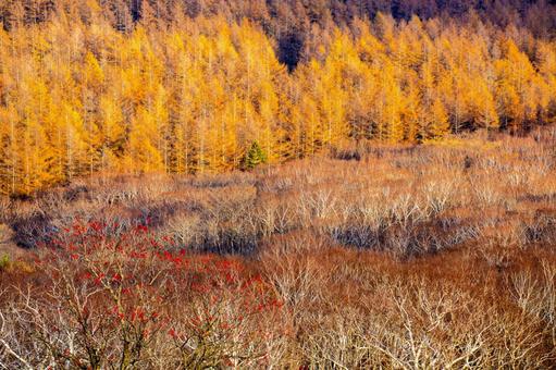西別岳の秋カラマツ林 北海道,西別岳,秋の写真素材
