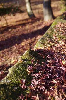 石垣の上の枯れたモミジの写真