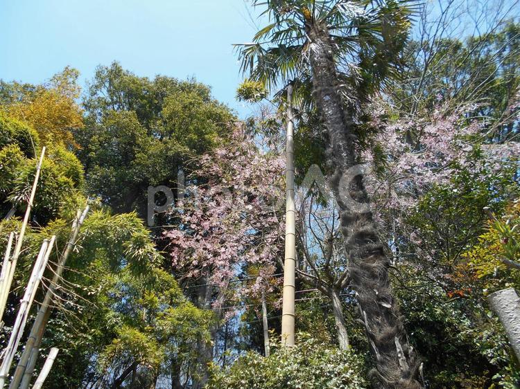 我が家の枝垂桜 さくら,しだれ桜,春の写真素材