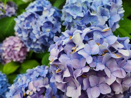 アジサイ アジサイの写真