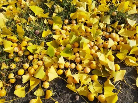 銀杏の葉と実 植物,銀杏,葉の写真素材