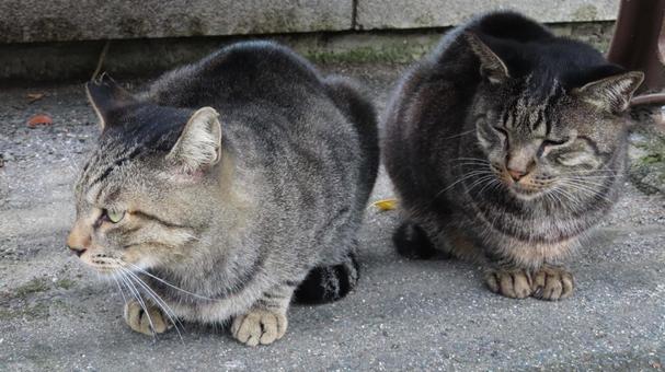 ベンチの下で休憩するもふもふ猫の名コンビ 猫,キジトラ,2匹の写真素材