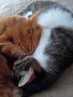 Brother and sister cats, JPG