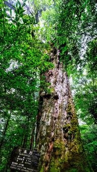 屋久島にある七本杉 七本杉,自然な,屋久島の写真素材