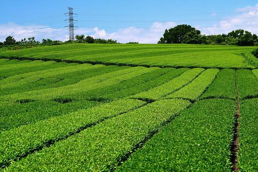 新茶の季節(緑茶) 新茶の季節(緑茶)の写真