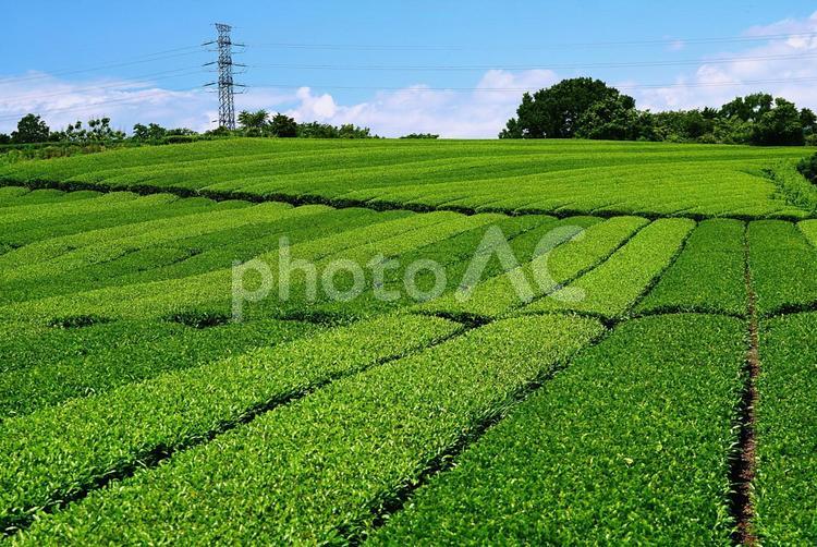 新茶の季節（緑茶） 茶畑,茶,新茶の写真素材