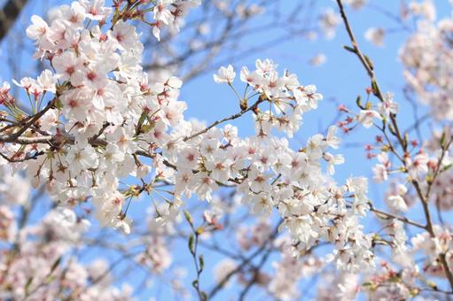 桜 桜の写真