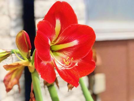 道端の可憐な花々の写真