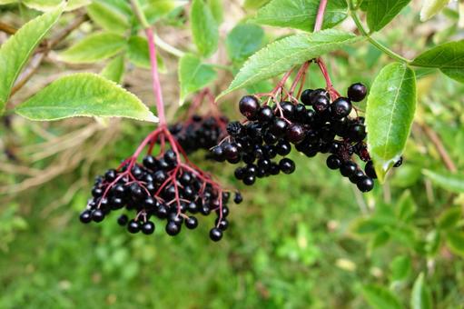 セイヨウニワトコの黒い実 セイヨウニワトコの黒い実 セイヨウニワトコ,黒い実,緑の葉の写真素材