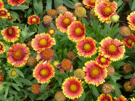 花壇で目立っているガイラルディアの花 ガイラルディア,天竺菊,花の写真素材