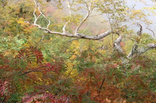 唐松岳に向かう道中の紅葉 唐松岳に向かう道中の紅葉の写真