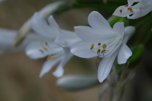Photo, agapanthus, purple clam, murasaki kunsiran, 