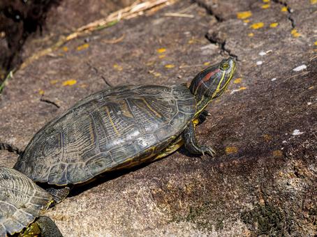 陸を歩くアカミミガメ 陸を歩くアカミミガメの写真