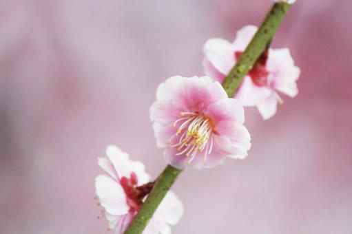 ウメの花 ウメの花の写真