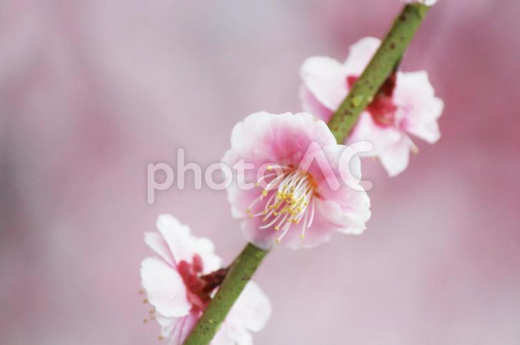 ウメの花 ウメ,花,植物の写真素材