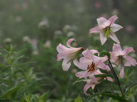 山野草・ササユリ(経ヶ岳) 山野草・ササユリ(経ヶ岳) ササユリ,花,植物の写真素材