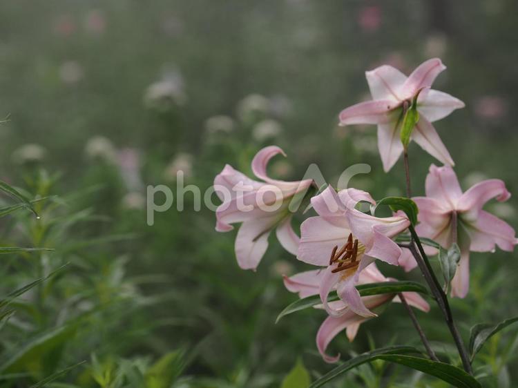 山野草・ササユリ（経ヶ岳） ササユリ,花,植物の写真素材