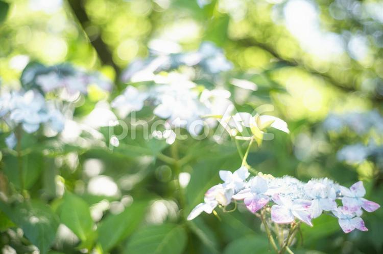 水色とピンクの紫陽花、緑の葉の玉ボケ 紫陽花,梅雨,花の写真素材