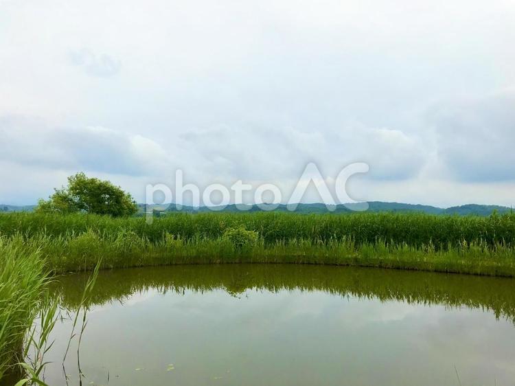 沼のほとりの草むら 草,グリーン,自然の写真素材