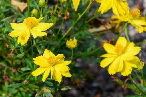 Yellow cosmos in full bloom, JPG