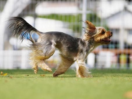 ドッグランで走るヨークシャーテリア ドッグランで走るヨークシャーテリア 犬,ヨーキー,ヨークシャーテリアの写真素材