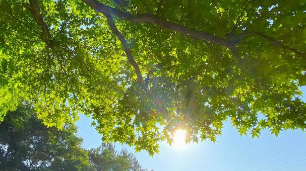 朝の北部公園(金沢市):28 朝の北部公園(金沢市):28の写真
