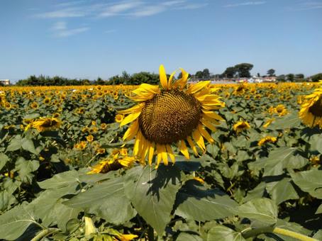 Kiyose Sunflowers, JPG Kiyose Sunflowers, JPG