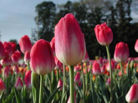 チューリップ・Tulips　咲く風景 球根植物,チューリップ,風景の写真素材