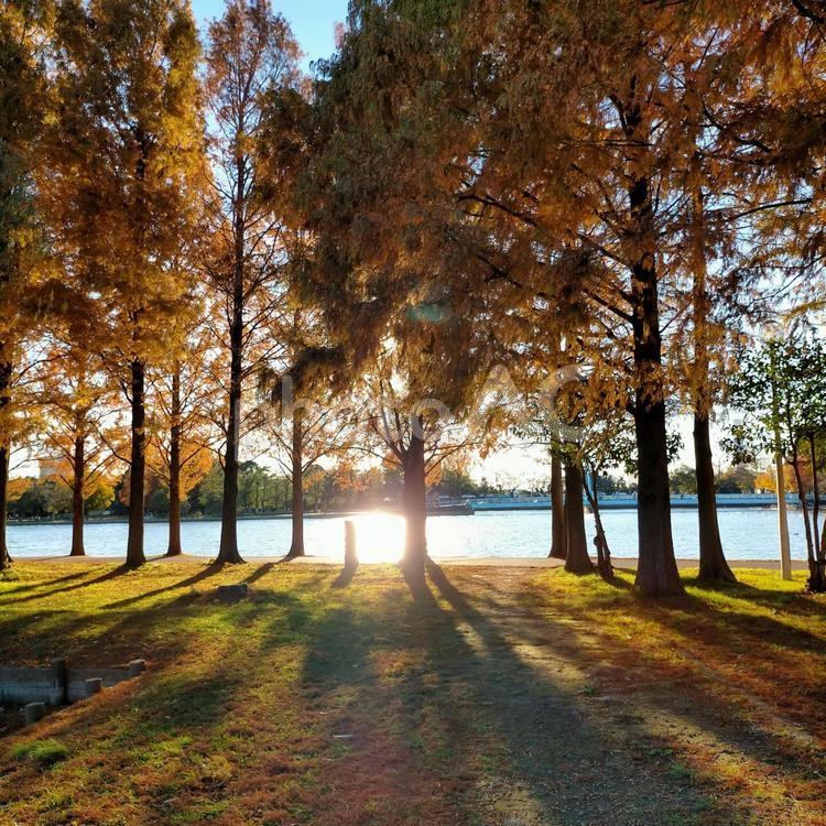 木と光 木,湖,光の写真素材