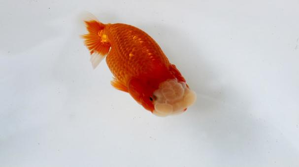【魚の写真】らんちう(金魚) 【魚の写真】らんちう(金魚) ペット,水槽,魚の写真素材