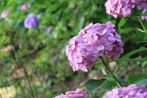 Pink hydrangea, JPG