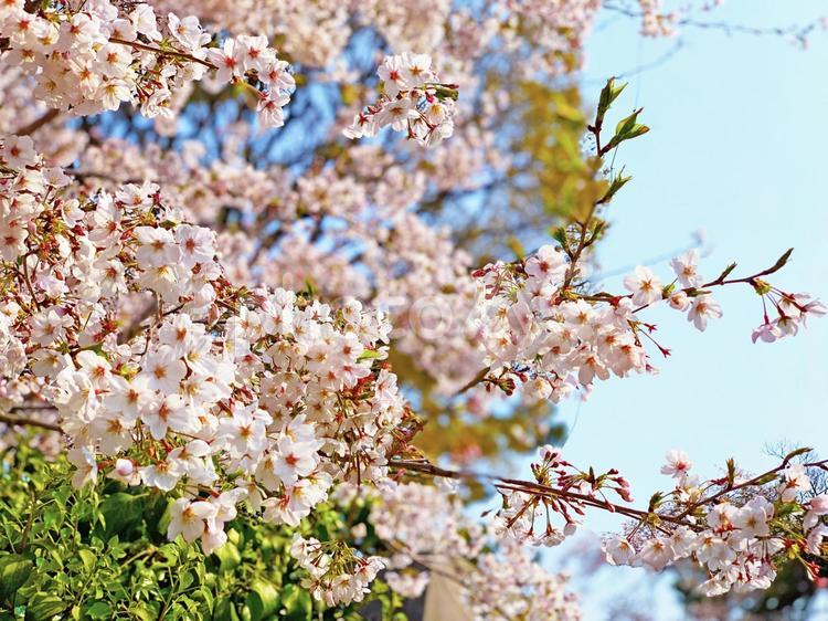 桜　春　さくら　花　日本 桜,春,さくらの写真素材
