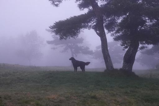 朝靄の中で 朝靄の中で 犬,大型犬,レトリーバーの写真素材
