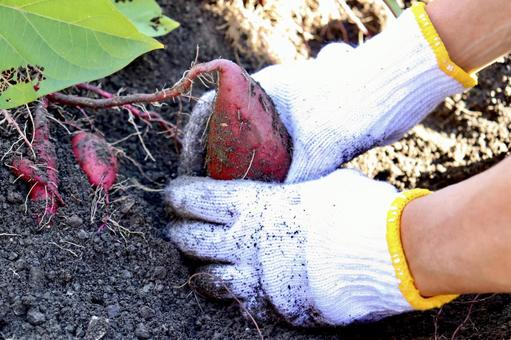 さつまいもの収穫 さつまいも,芋掘り,収穫の写真素材